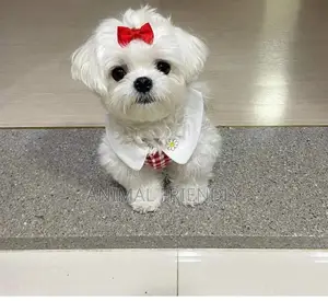 1-3 months Female Purebred Maltese