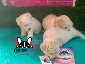 1-3 months Female Mixed Breed Maltipoo