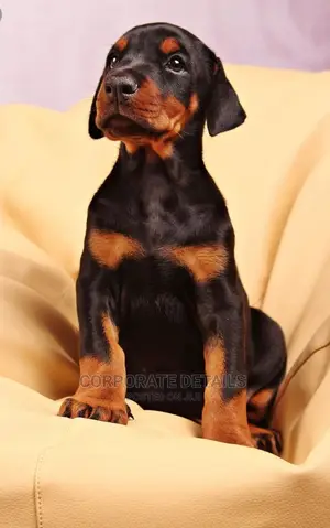 1-3 months Male Purebred Doberman Pinscher