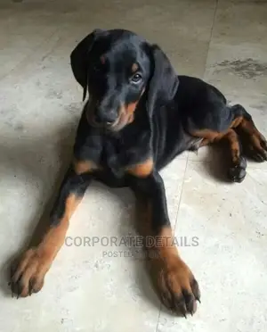 1-3 months Male Purebred Doberman Pinscher