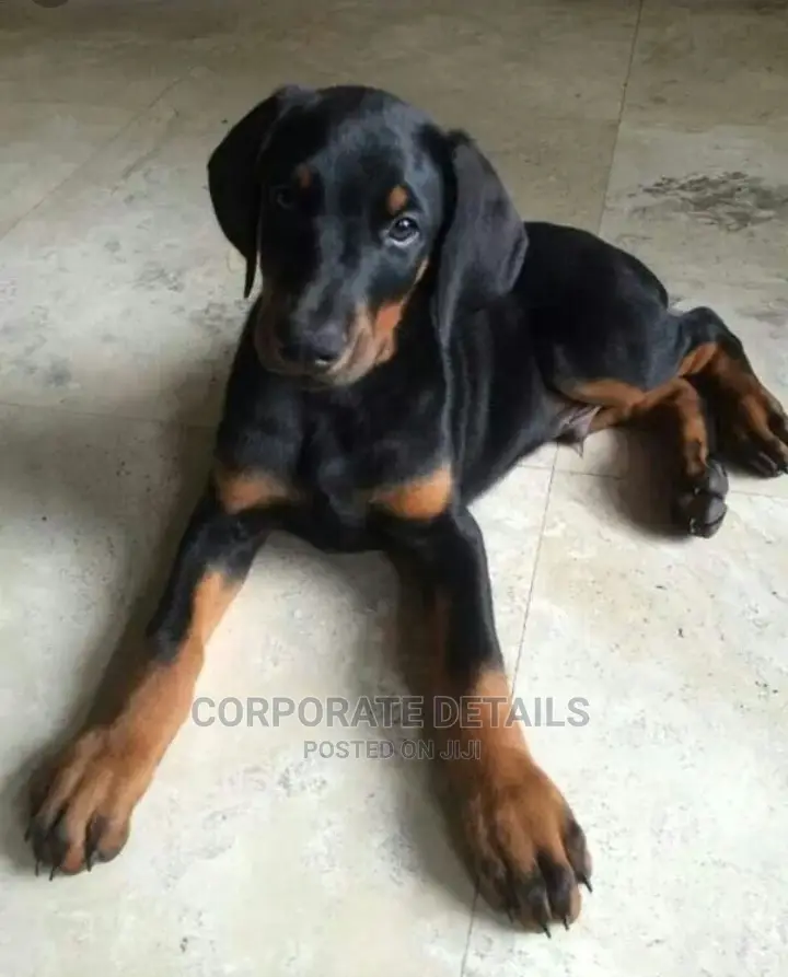 1-3 months Male Purebred Doberman Pinscher