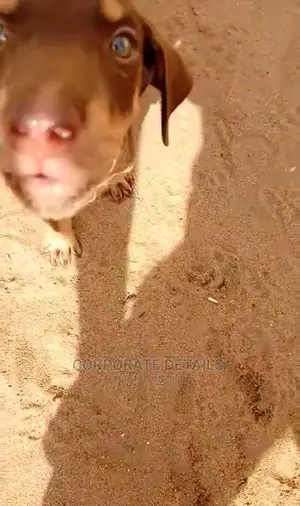 1-3 months Female Purebred Doberman Pinscher