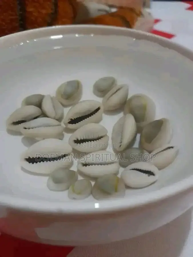 Cowries (Sede3)