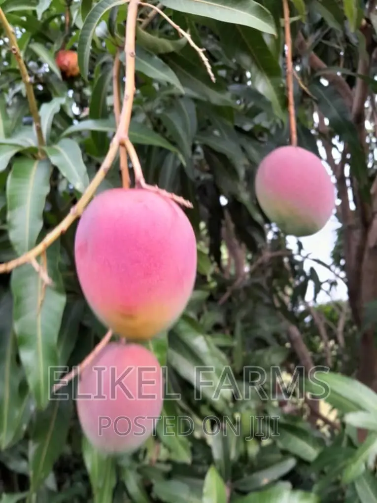 Certified Grafted Mango Seedlings.