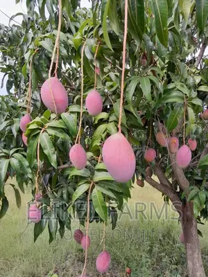 Certified Grafted Mango Seedlings.
