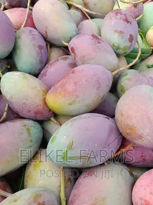 Certified Grafted Mango Seedlings.