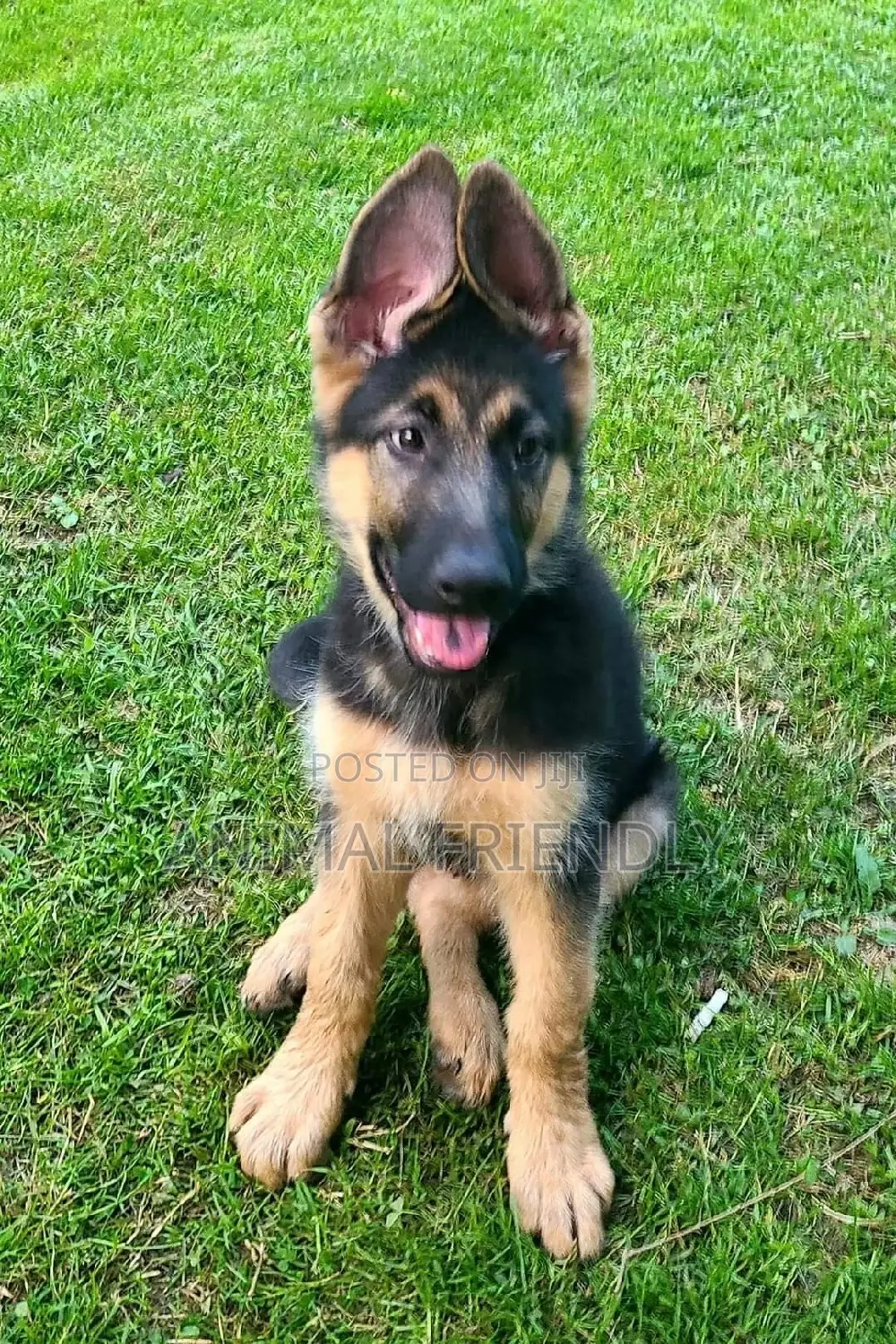 0-1 month Male Purebred German Shepherd