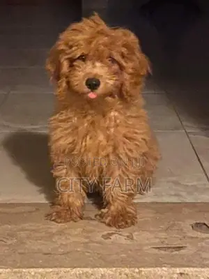 1-3 months Female Purebred Lhasa Apso