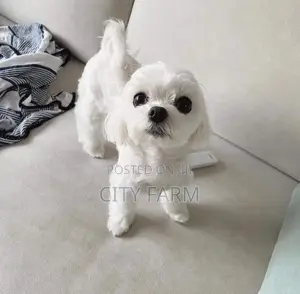 1-3 months Female Purebred Maltese