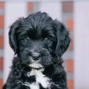 1-3 months Female Purebred Poodle