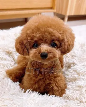1-3 months Female Purebred Poodle