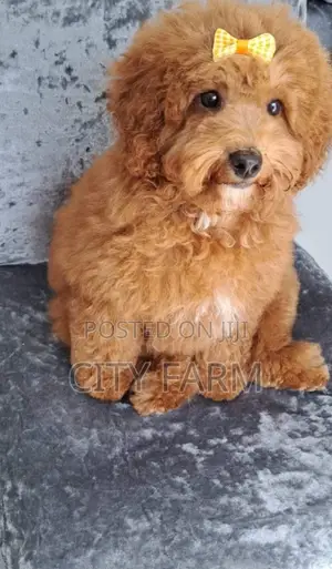 1-3 months Male Purebred Poodle