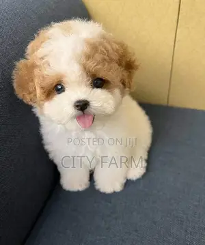 1-3 months Male Purebred Maltese