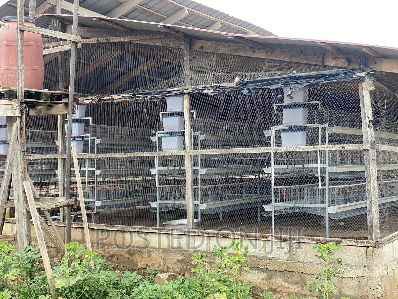 Chicken Cages