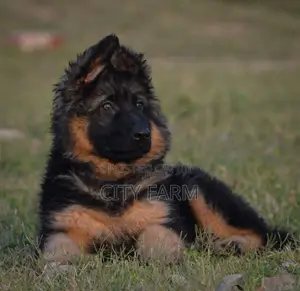 1-3 months Male Purebred German Shepherd