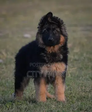 1-3 months Female Purebred German Shepherd