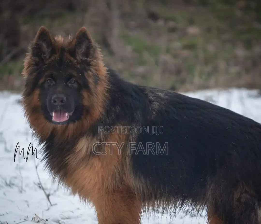 1-3 months Male Purebred German Shepherd