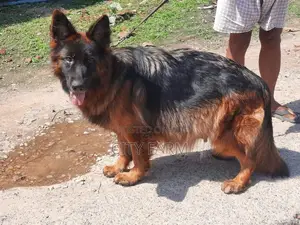 1-3 months Male Purebred German Shepherd