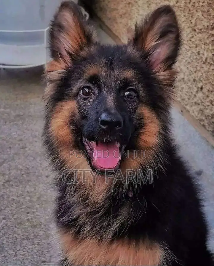 1-3 months Male Purebred German Shepherd