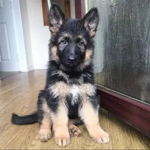 1-3 months Male Purebred German Shepherd