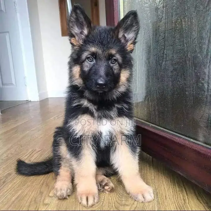 1-3 months Male Purebred German Shepherd