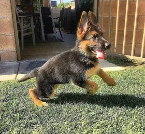 1-3 months Male Purebred German Shepherd