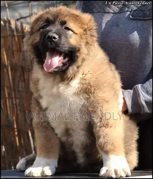 1-3 months Male Purebred Caucasian Shepherd