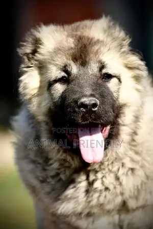 1-3 months Female Purebred Caucasian Shepherd