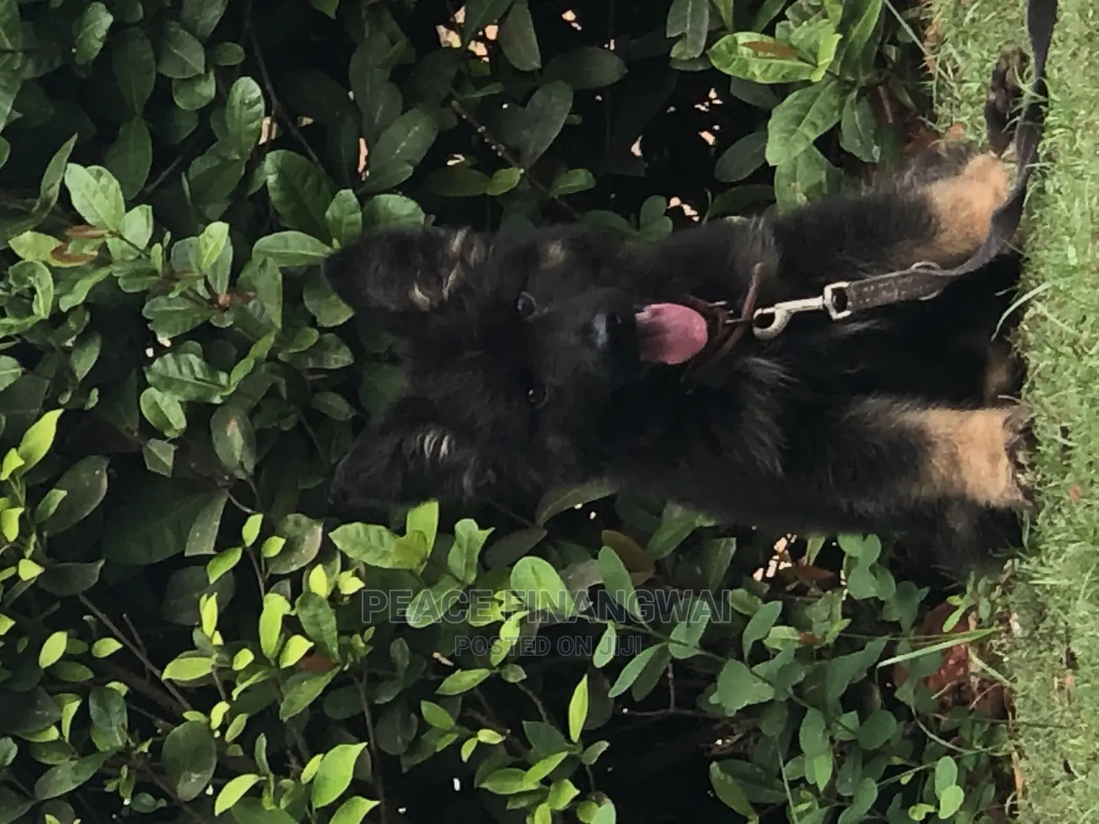 1-3 months Male Purebred German Shepherd