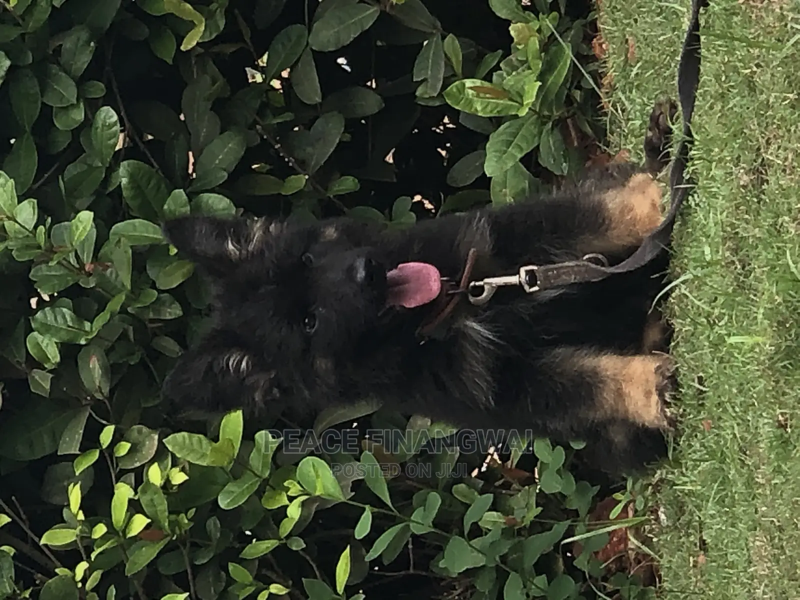 1-3 months Male Purebred German Shepherd