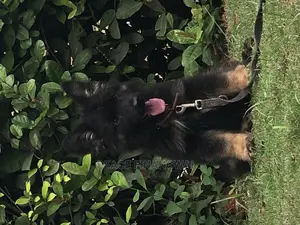 1-3 months Male Purebred German Shepherd