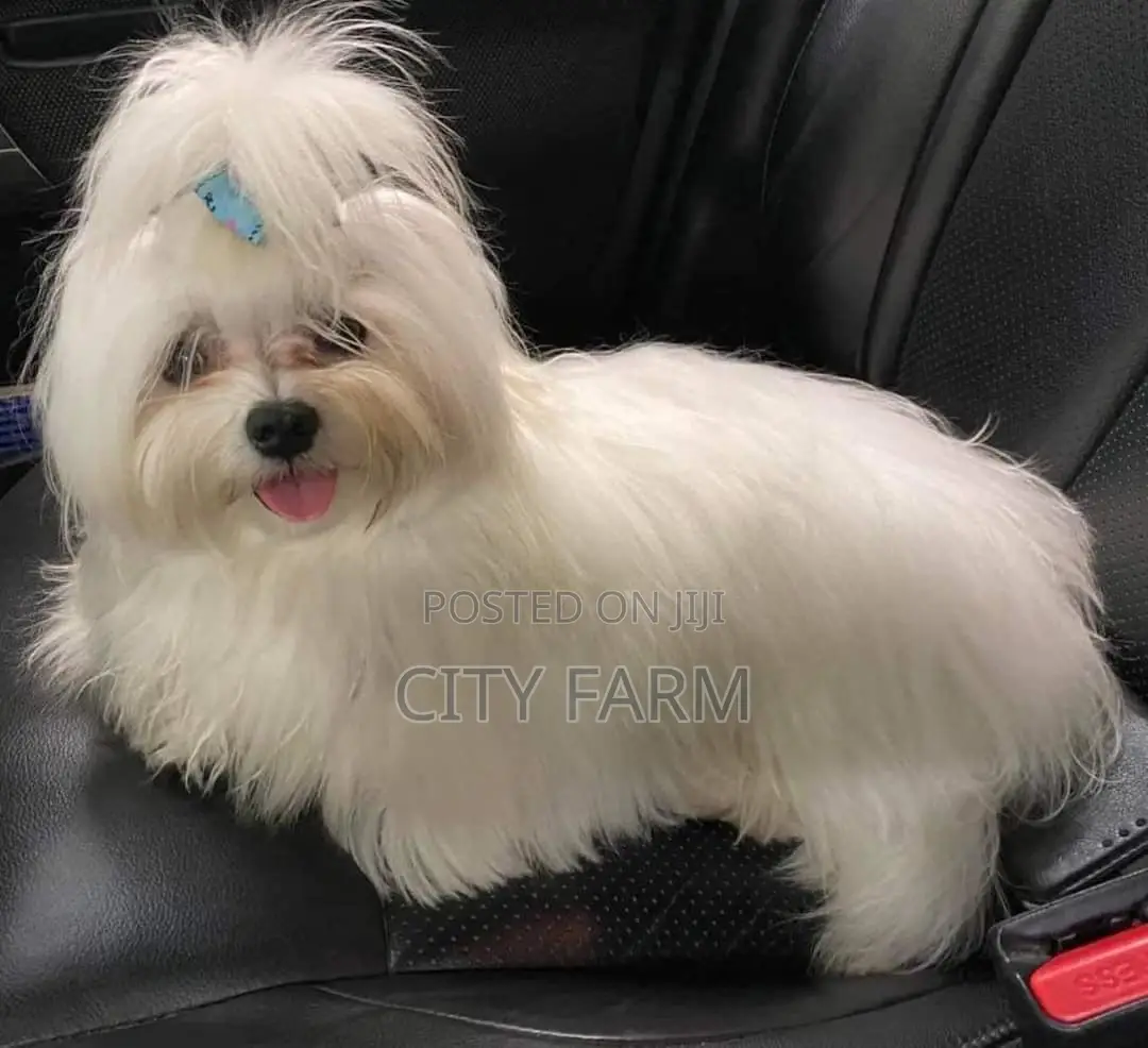 1-3 months Male Purebred Maltese