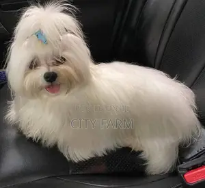 1-3 months Male Purebred Maltese