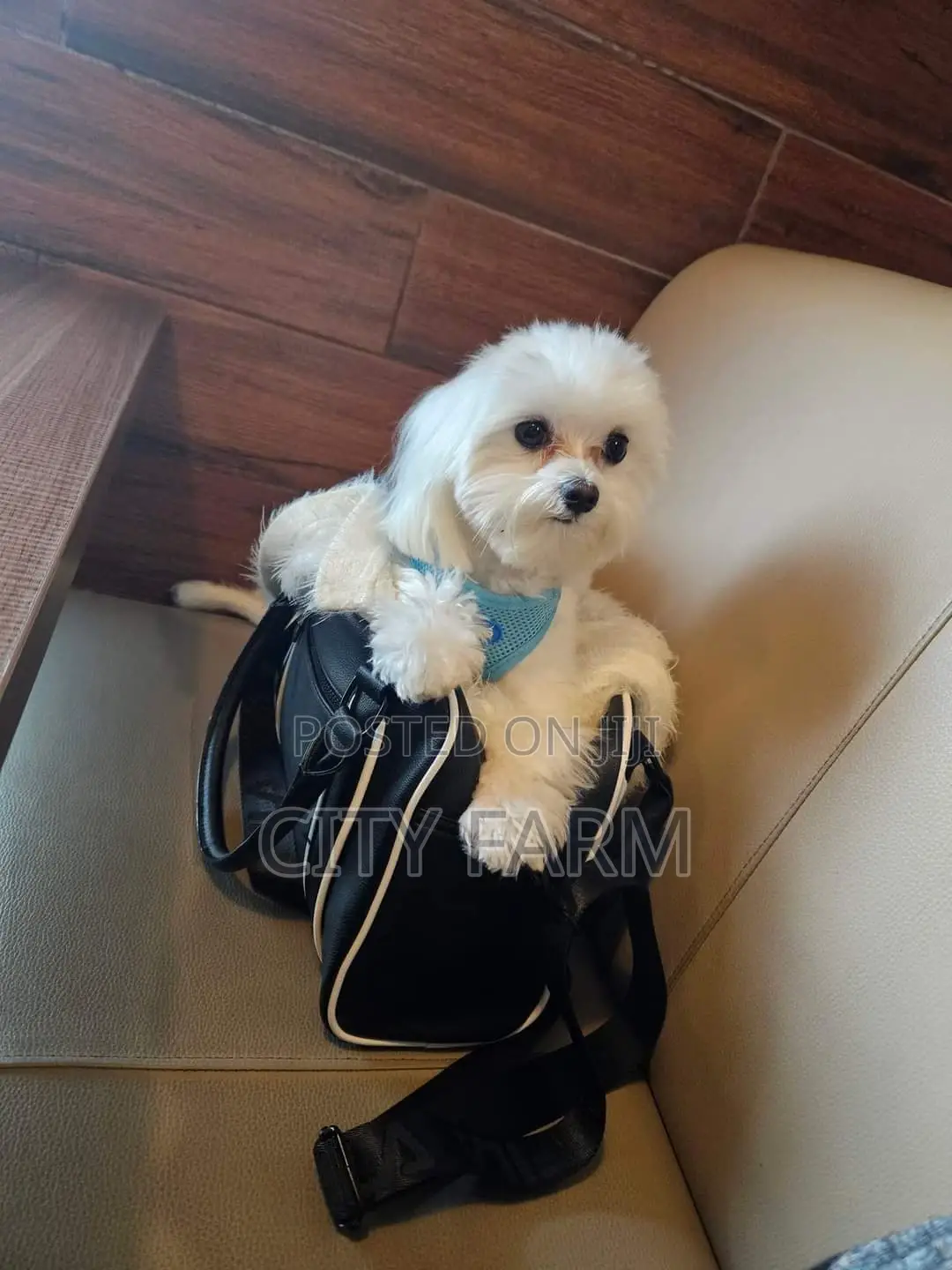 1-3 months Male Purebred Maltese