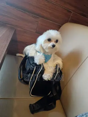1-3 months Male Purebred Maltese