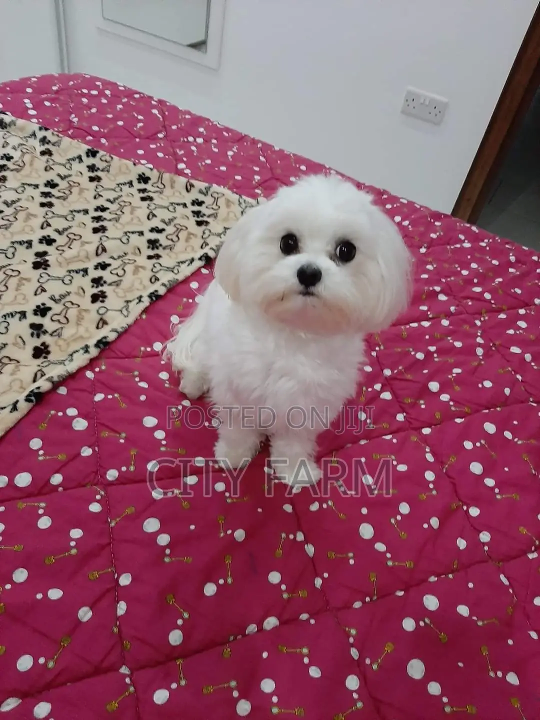 1-3 months Male Purebred Poodle