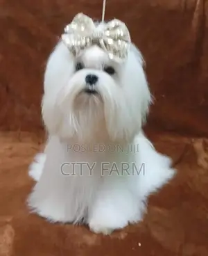 1-3 months Male Purebred Maltese