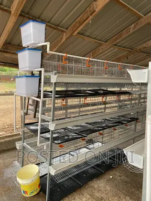 Chicken Cages