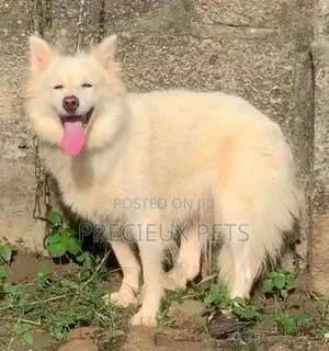 6-12 months Female Purebred American Eskimo