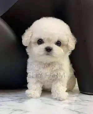 1-3 months Male Purebred Maltese