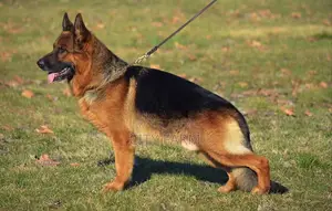 1-3 months Male Purebred German Shepherd