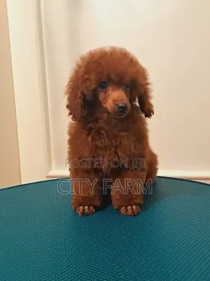 1-3 months Female Purebred Poodle