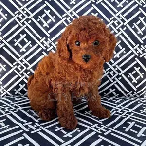 1-3 months Male Purebred Poodle