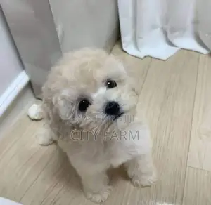 1-3 months Male Purebred Poodle
