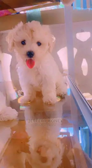 1-3 months Female Purebred Maltese