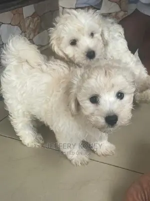 1-3 months Female Purebred Maltese