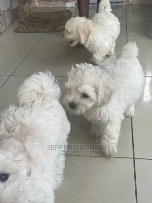1-3 months Female Purebred Maltese