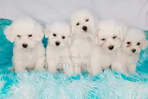 1-3 months Male Purebred Poodle