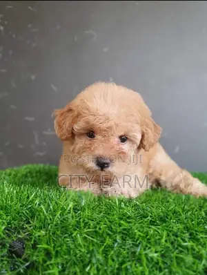 1-3 months Male Purebred Poodle