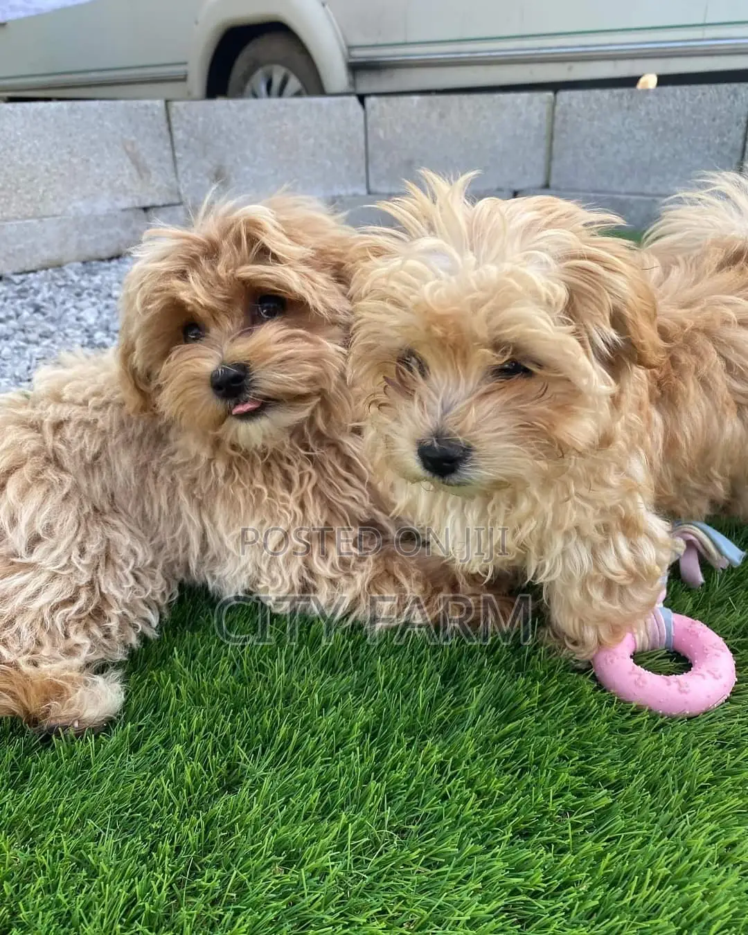1-3 months Male Purebred Poodle